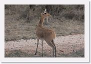 14SerengetiDayGameDrive - 162 * This Reedbuck's lion alarm went off and there was next-to-no delay before exiting the area at a fast pace.